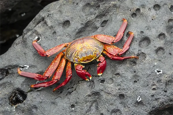 カエデの種の食べ方と収穫方法、安全な採り方のコツ