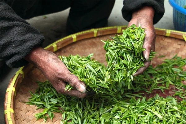 山茱萸が咲いたらトマトを植える！確実に成功する自然のタイミングの見極め方