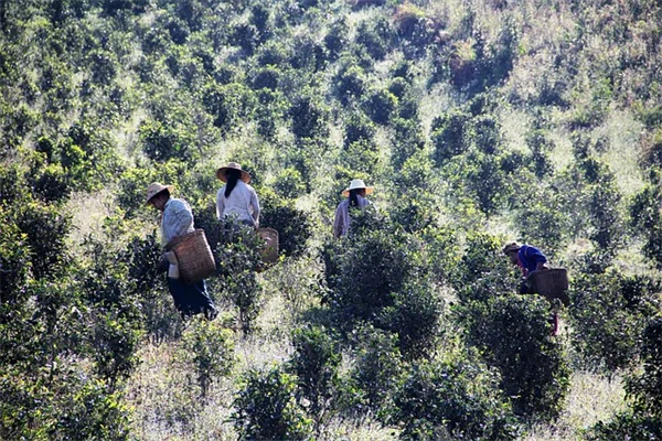 隣の木で日陰問題？法律のプロが教える5つの解決方法