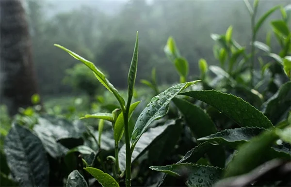 日本もみじの葉が茶色くなる5つの原因とすぐできる対策