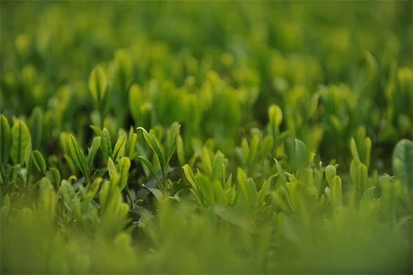 影子テストで観葉植物の光量を測る簡単な方法