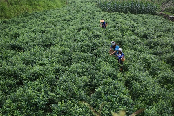 湿度罩は本当に必要？効果とタイミングを徹底解説