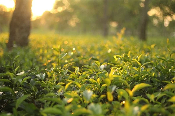 天竺葵を長く咲かせる12の方法｜プロが教える夏から秋まで花を絶やさないコツ
